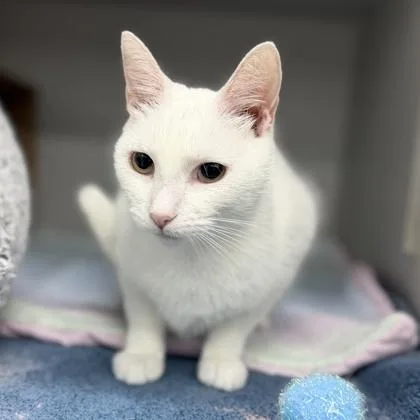 An adult small-sized female White Domestic Short Hair cat named Twiggy for adoption in Atlanta, GA