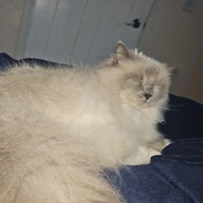 A senior small-sized female White Persian cat named Nala for adoption in Rochester, MN