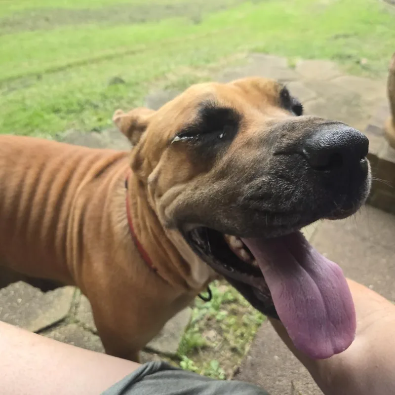 An adult large-sized female Brown / Chocolate Mixed Breed dog named Eva for adoption in Brownsboro, AL