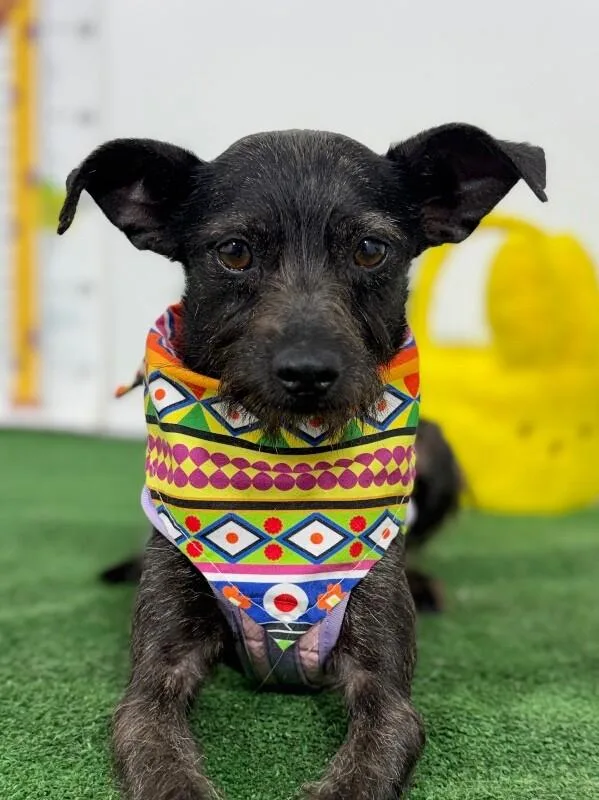 A young small-sized male Black Schnauzer dog named Grayson for adoption in Carlsbad, CA