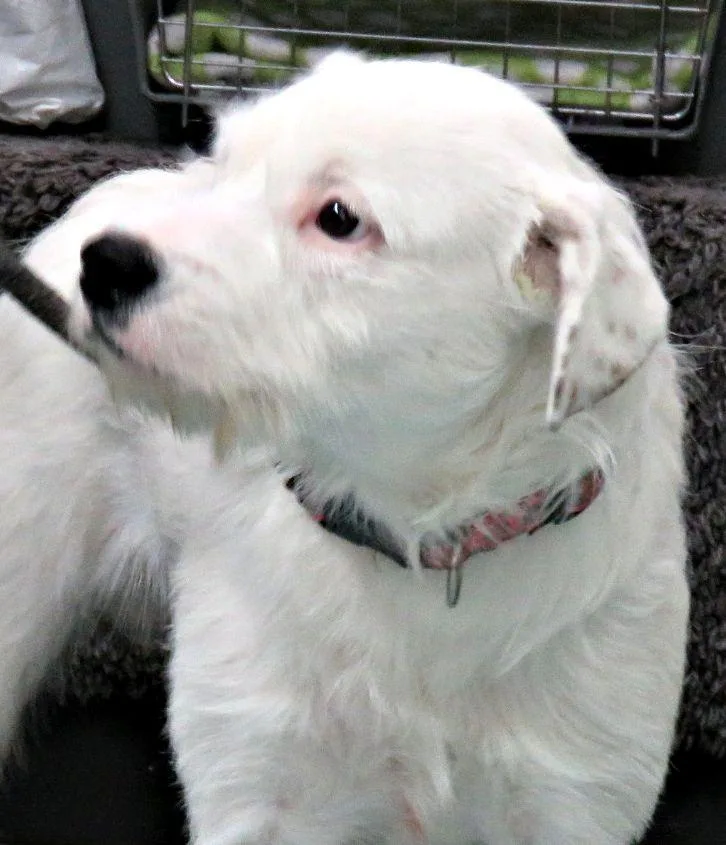 Paintball thumbnail 2