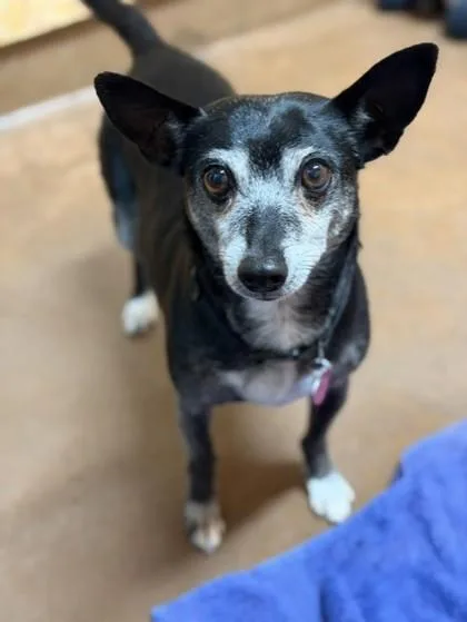 A senior small-sized male Mixed Breed dog named Smoky for adoption in Stanwood, WA