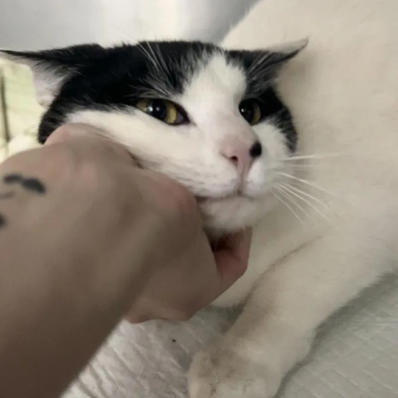 A young small-sized male White Domestic Short Hair cat named Moby for adoption in Manheim, PA