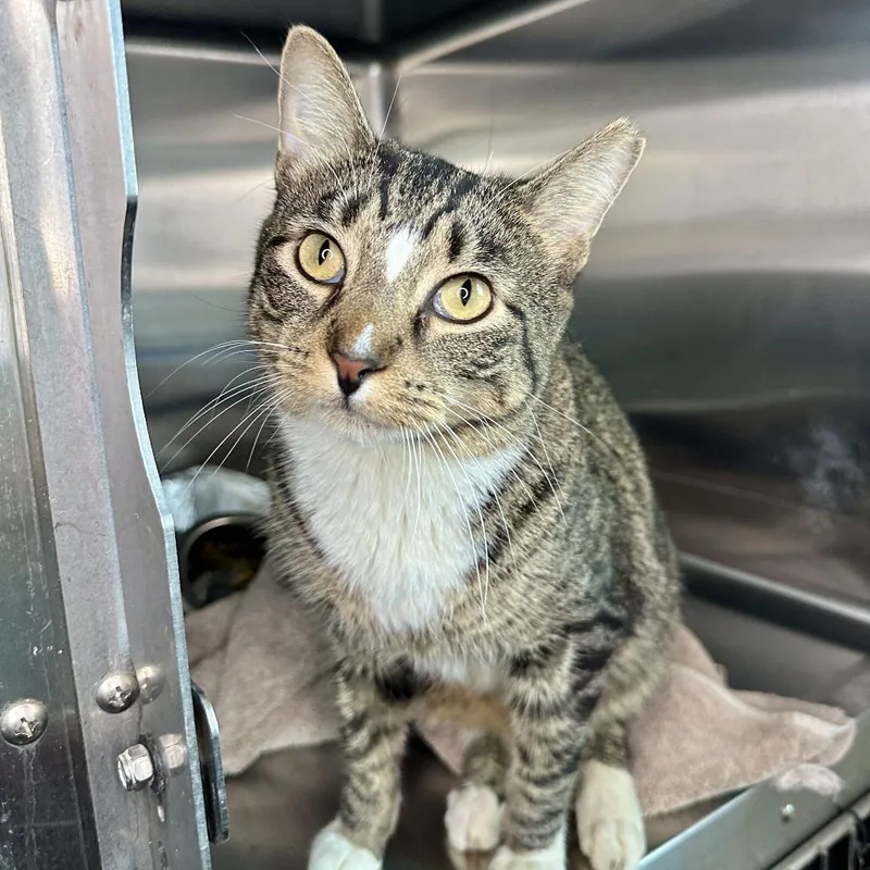 An adult large-sized male Brown / Chocolate Domestic Short Hair cat named Fresier for adoption in Matteson, IL