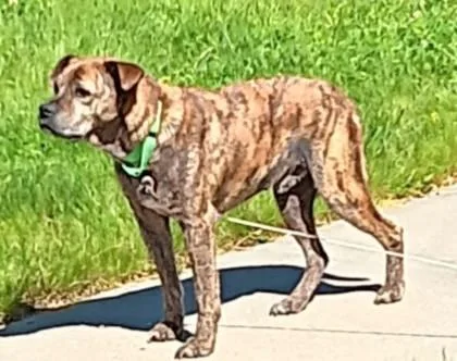 A senior medium-sized male Brown / Chocolate Pit Bull Terrier dog named Rubeus for adoption in Kansas City, MO