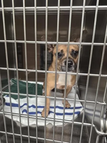 An adult medium-sized male Pit Bull Terrier dog named Pen Rocket for adoption in Lawrenceville, GA