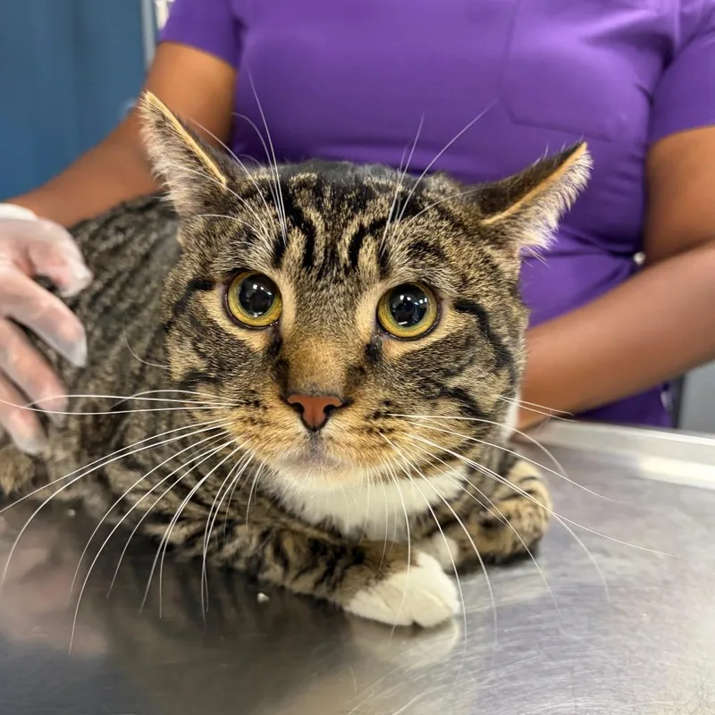 An adult extra large-sized male Brown / Chocolate Domestic Short Hair cat named Tiger for adoption in Newark, NJ