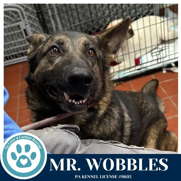 An adult large-sized male Brown / Chocolate German Shepherd Dog dog named Mr. Wobbles for adoption in Kimberton, PA