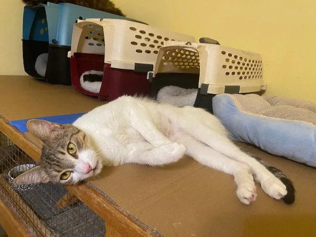 Maggie thumbnail 2