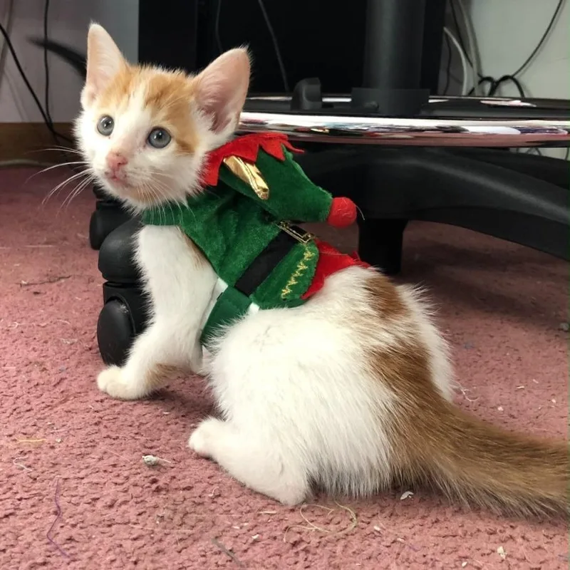 An adult extra large-sized male Orange / Red Domestic Short Hair cat named Nathan for adoption in Newark, NJ