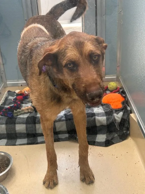 An adult medium-sized male Brown / Chocolate Anatolian Shepherd dog named Coheed for adoption in Fort Collins, CO