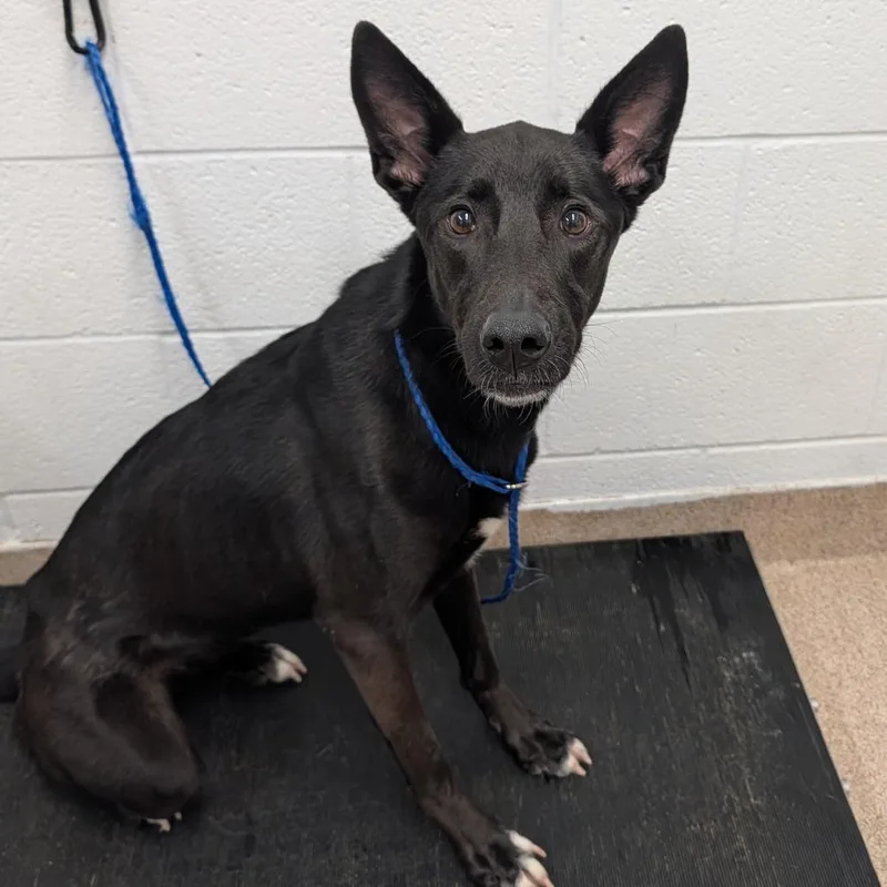 An adult medium-sized female Black Shepherd dog named Nala for adoption in Ardmore, OK
