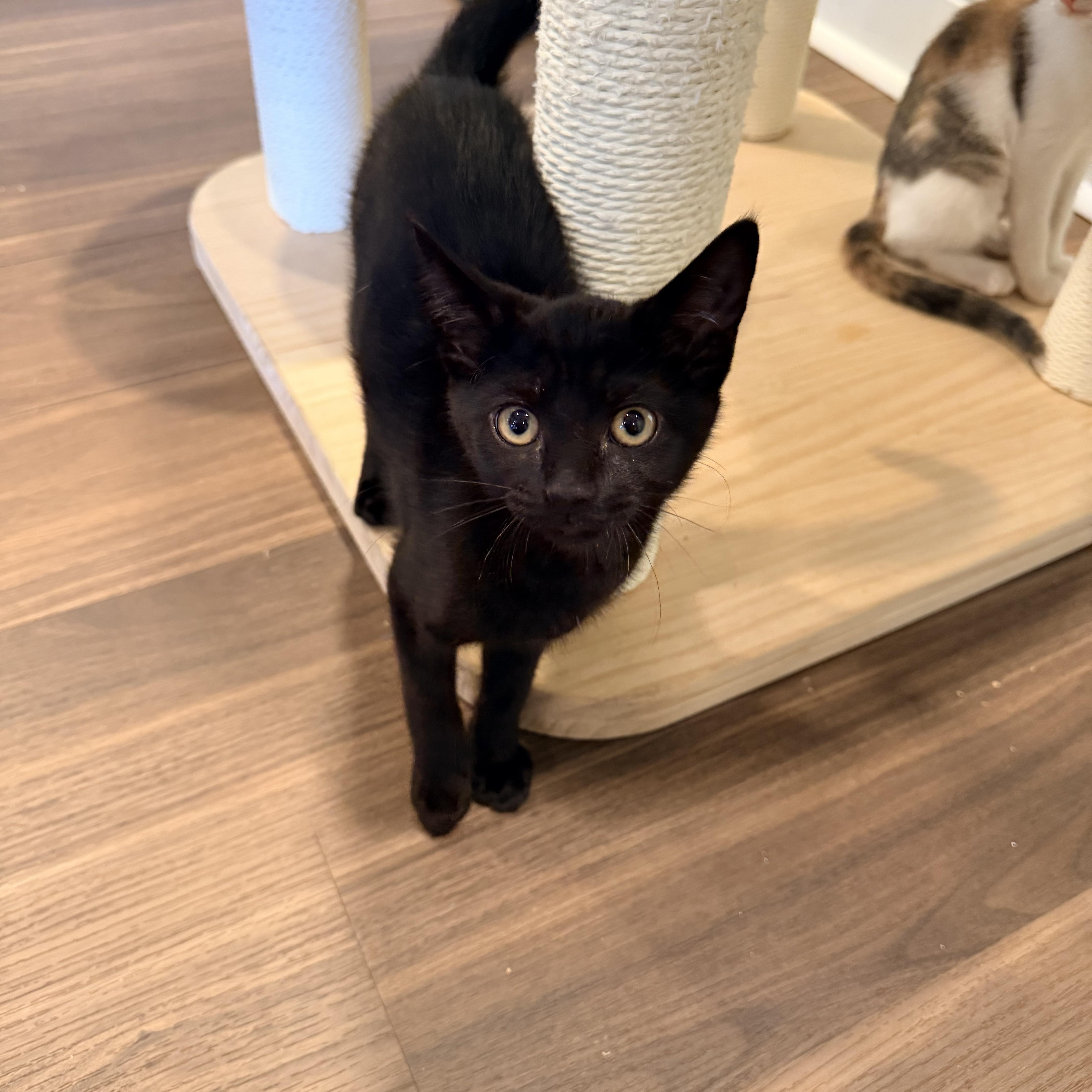 A baby small-sized male Black Domestic Short Hair cat named Joey for adoption in Bellmawr, NJ