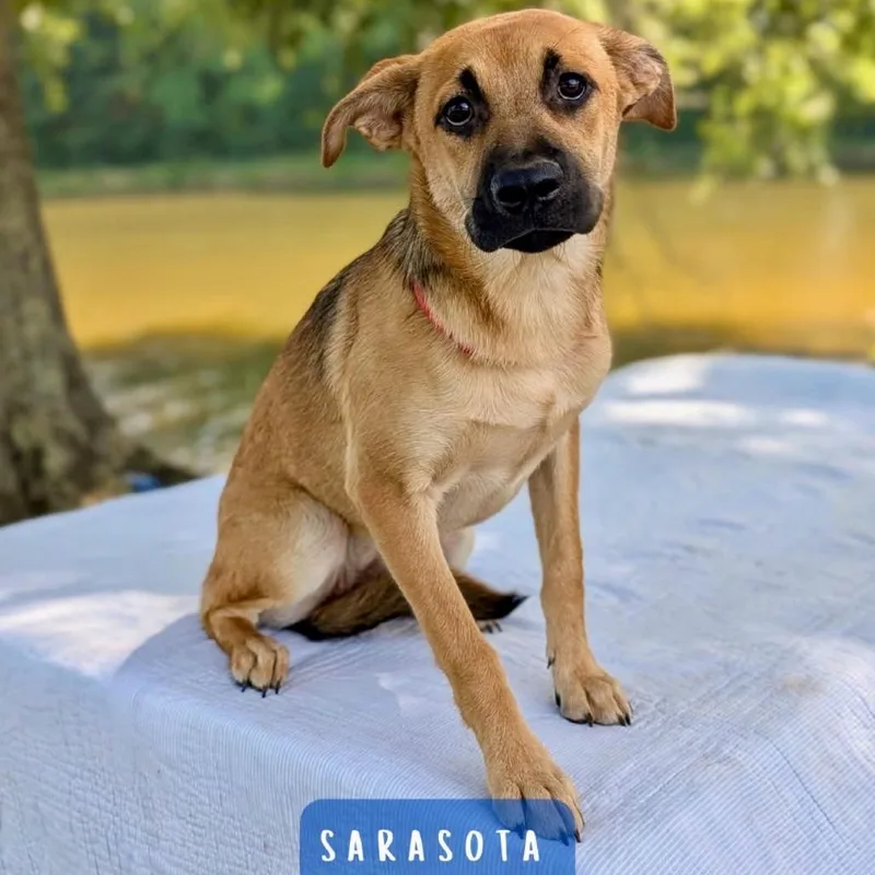 A baby medium-sized female Yellow / Tan / Blond / Fawn German Shepherd Dog dog named Sarasota for adoption in Tyrone, GA
