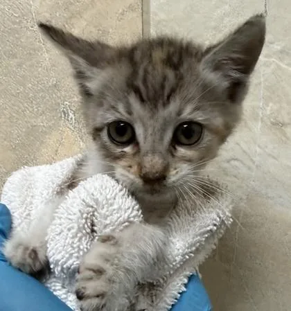 A baby small-sized female Domestic Short Hair cat named Belle for adoption in Honolulu, HI