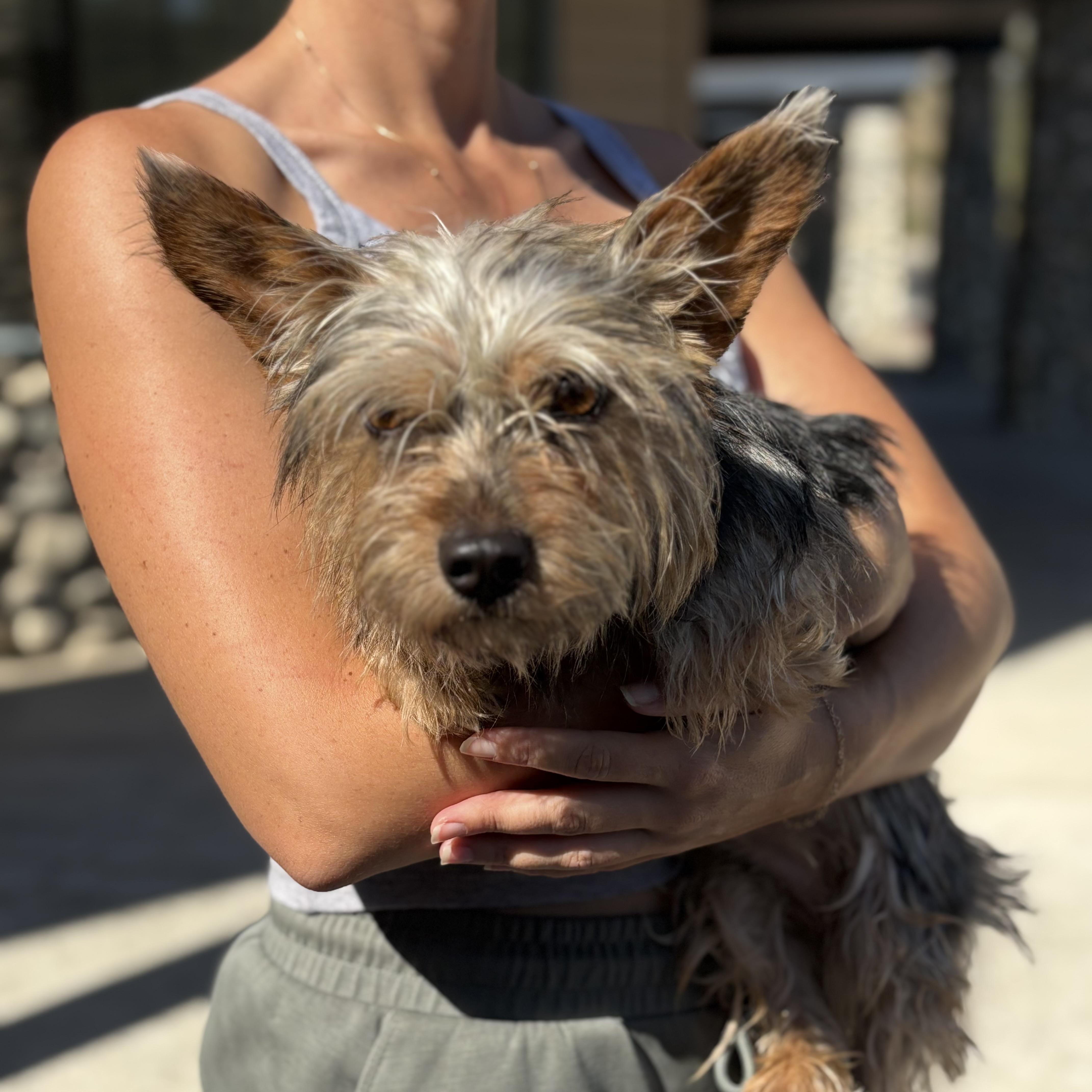 A young small-sized female Gray / Blue / Silver Yorkshire Terrier dog named Lily for adoption in Encino, CA