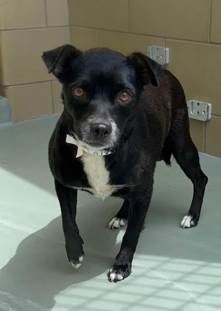 An adult small-sized female Chihuahua dog named Annie for adoption in Riverside, CA