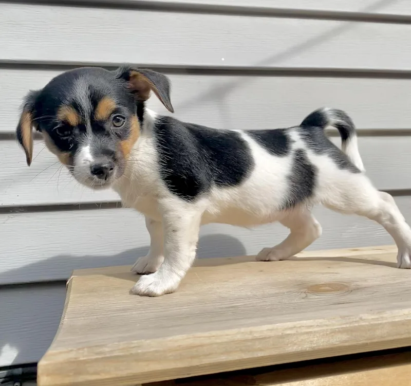 A baby small-sized female Chihuahua dog named Coco and her sisters for adoption in Armada, MI