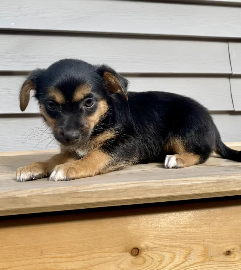 Coco and her sisters thumbnail 2