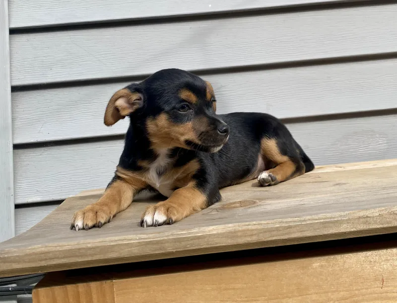 Coco and her sisters thumbnail 3