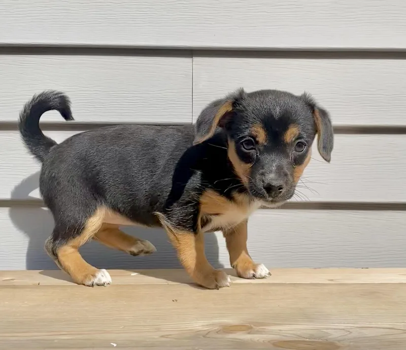 Coco and her sisters thumbnail 4