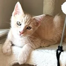 A baby medium-sized male Buff & White Tabby cat named Zion for adoption in Smithfield, NC