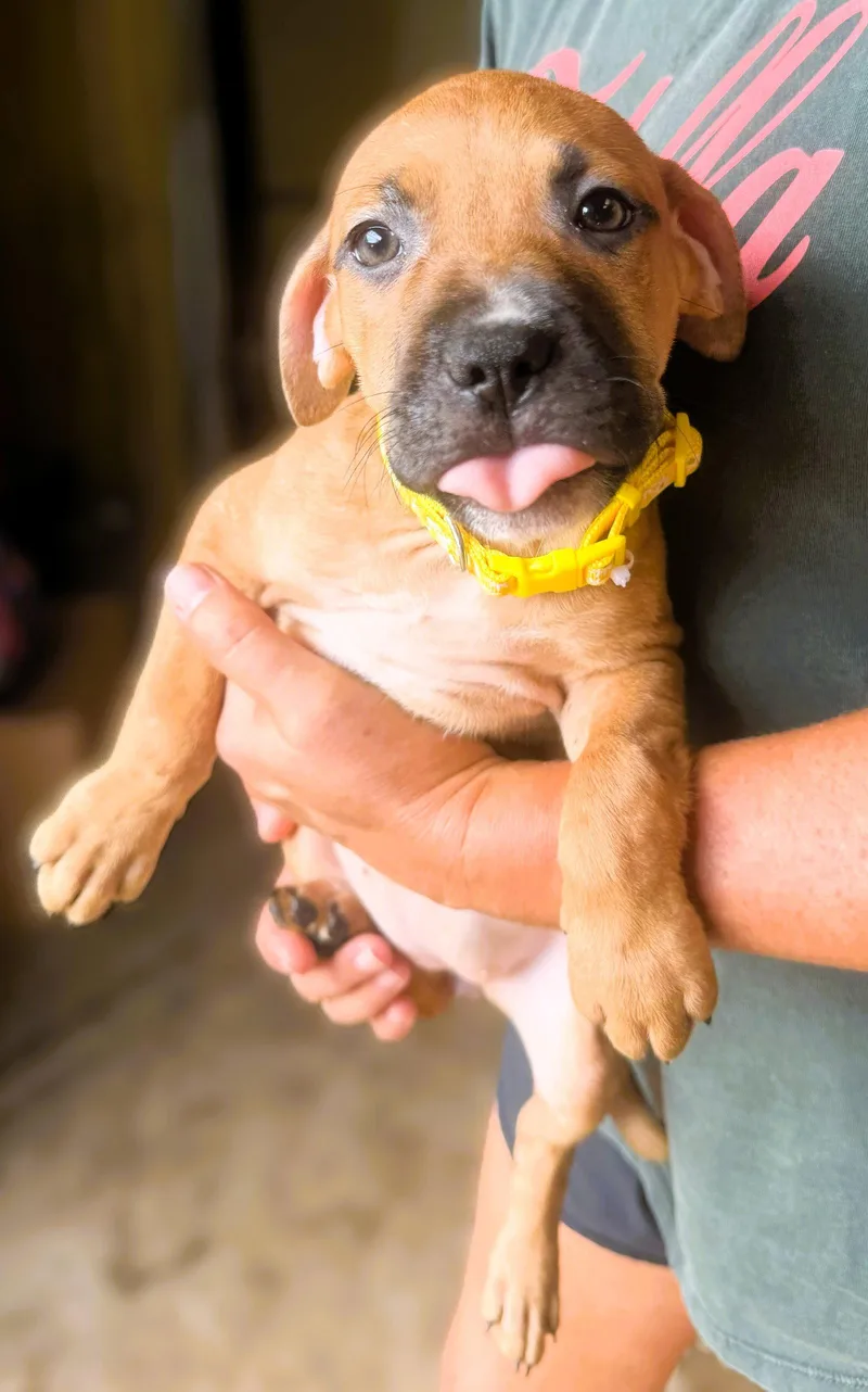 A baby medium-sized female Mixed Breed dog named Breeze for adoption in Jackson, MS