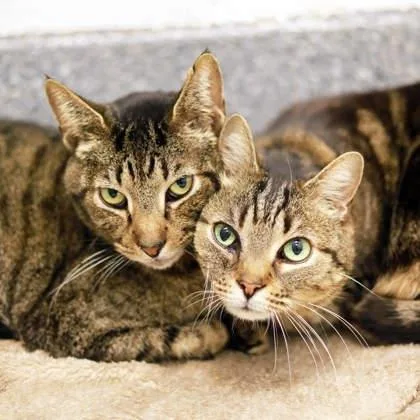 Sylvester thumbnail 2