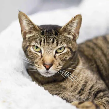 Sylvester thumbnail 3