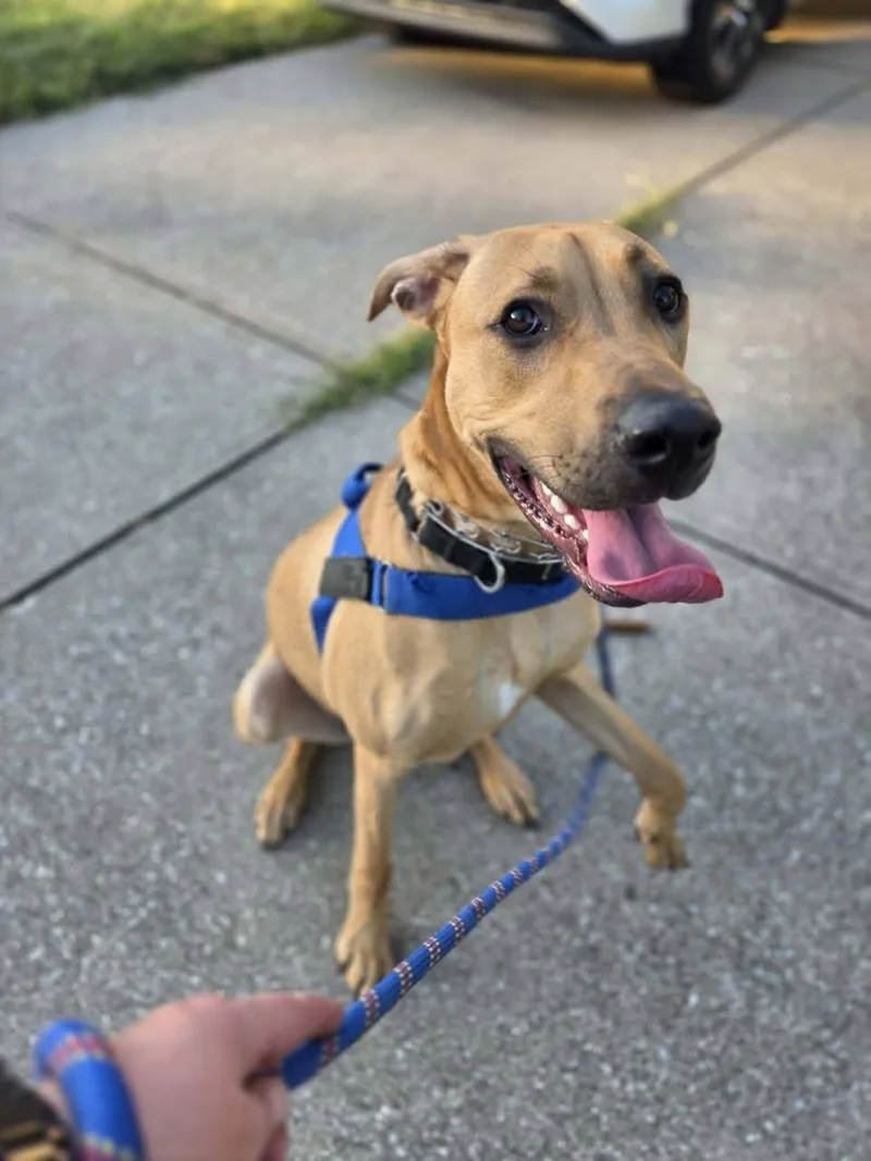 A young medium-sized male Hound dog named James Patterson for adoption in Newport, KY