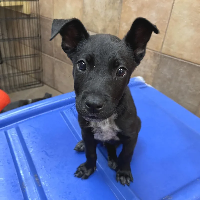 A young medium-sized male Cattle Dog dog named Sabino for adoption in Las Vegas, NV