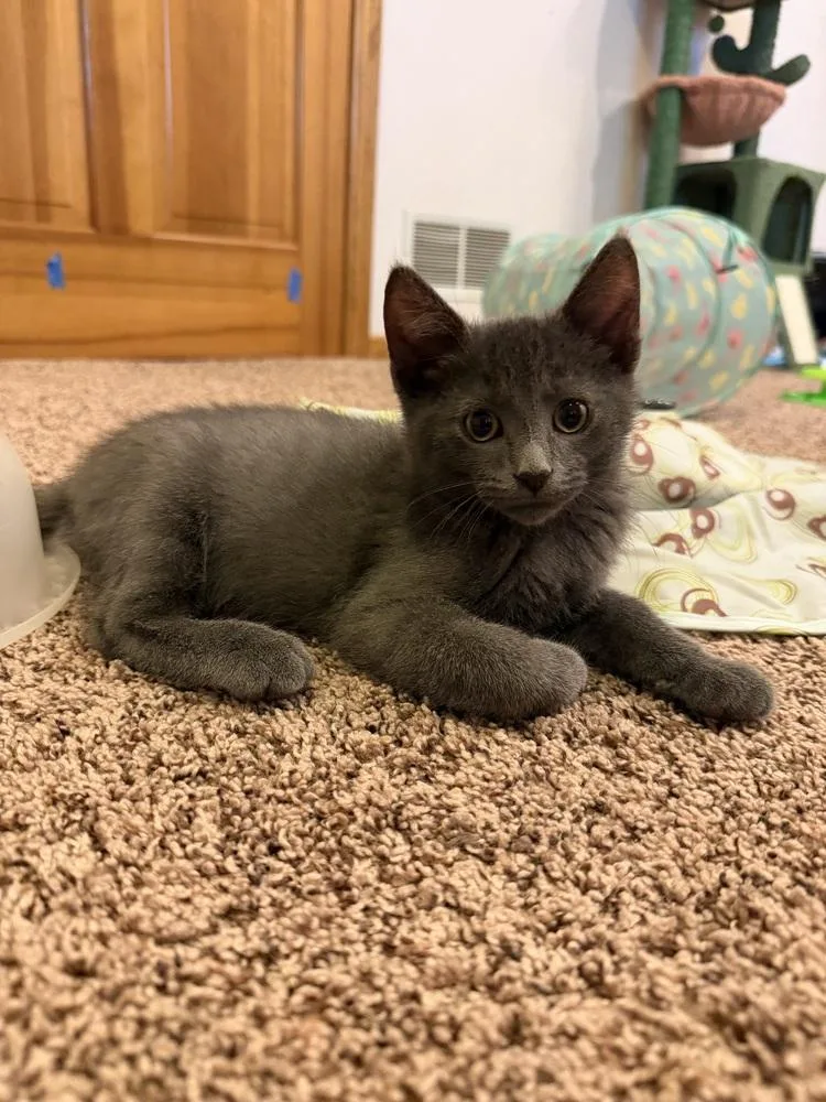 A baby small-sized male Gray / Blue / Silver Domestic Short Hair cat named Orion for adoption in Anoka, MN