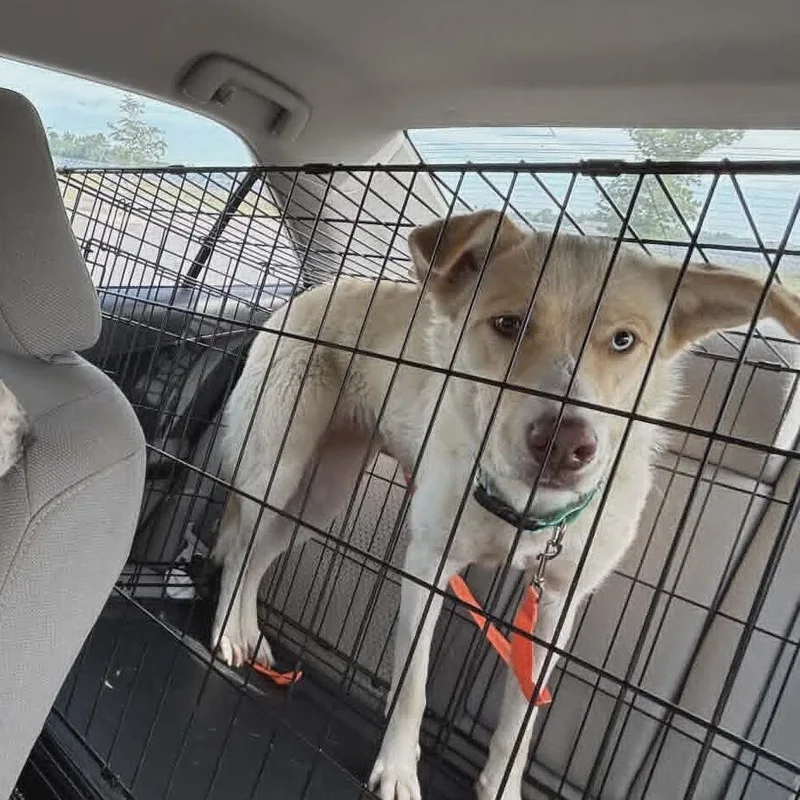 An adult medium-sized female White / Cream Mixed Breed dog named Danita for adoption in Glenfield, NY