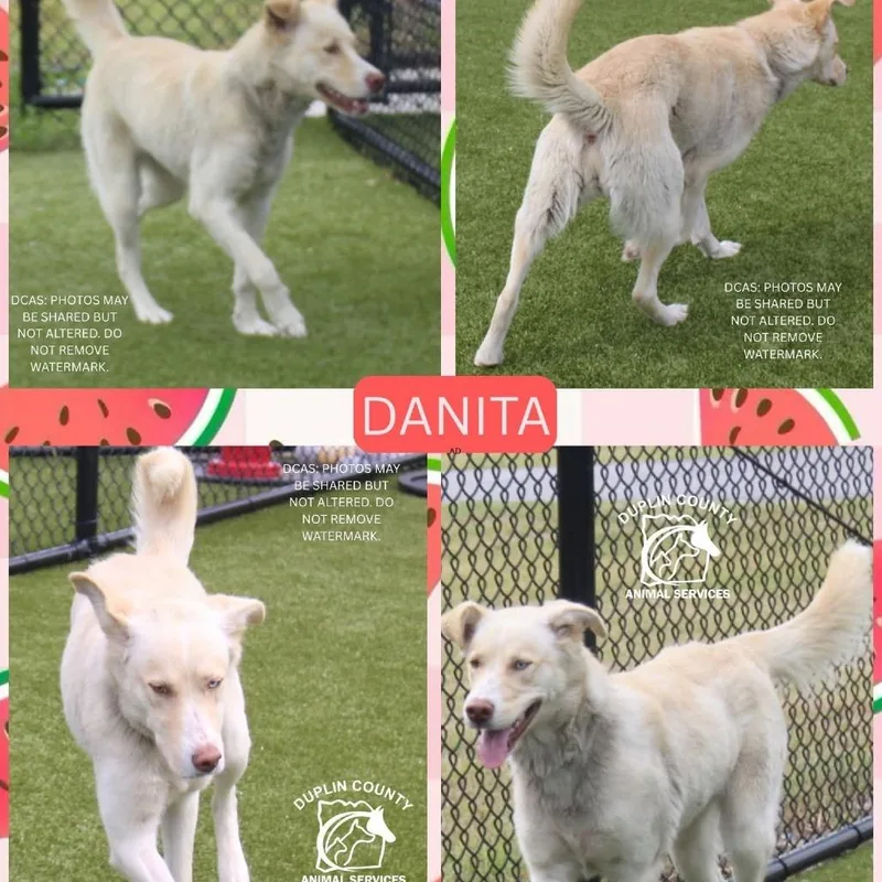 Danita thumbnail 3