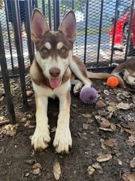 A baby large-sized male Tricolor (Brown, Black, & White) Siberian Husky dog named Denali for adoption in Greeneville , TN