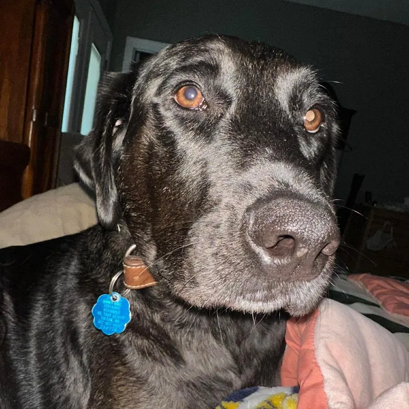 An adult large-sized male Black Labrador Retriever dog named Pooh for adoption in Covington, TN