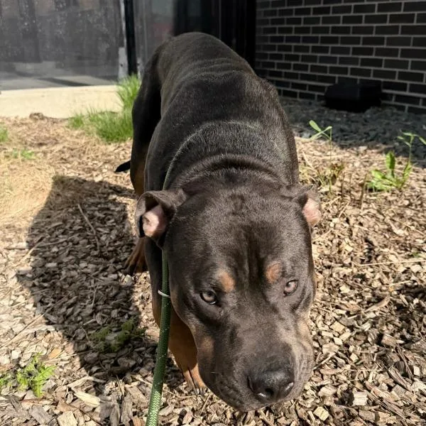 An adult large-sized male American Staffordshire Terrier dog named Sully for adoption in Des Moines, IA