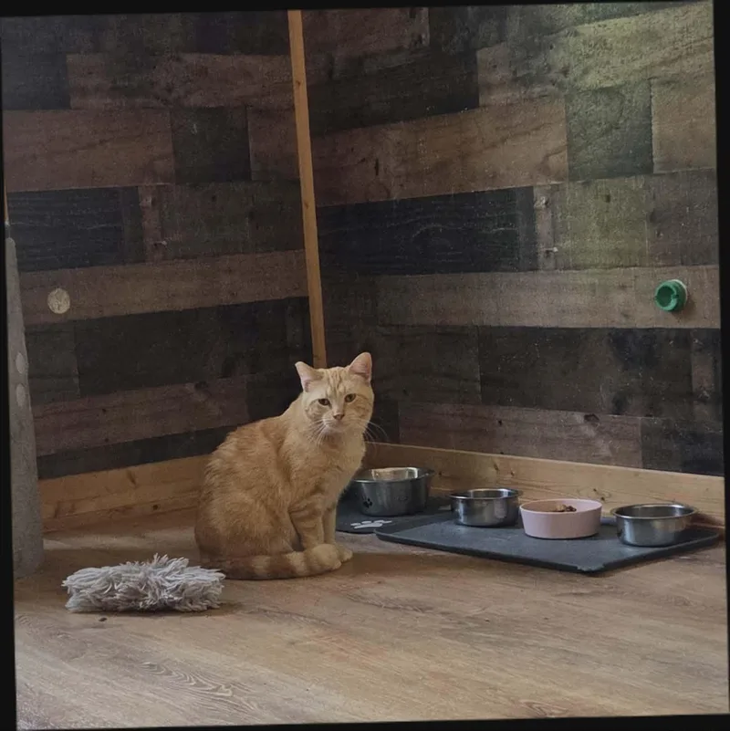 An adult small-sized female Buff / Tan / Fawn Domestic Medium Hair cat named Buttercup for adoption in Bloomsdale, MO