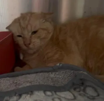 Buttercup thumbnail 2