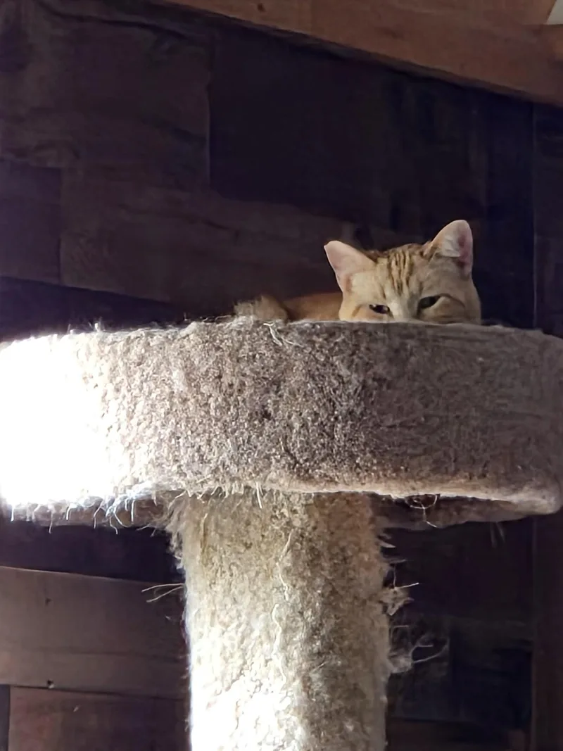 Buttercup thumbnail 3