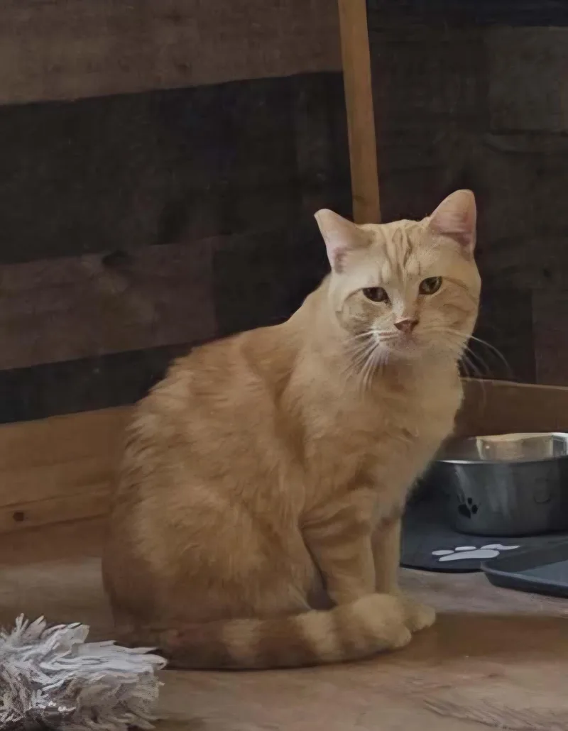 Buttercup thumbnail 4