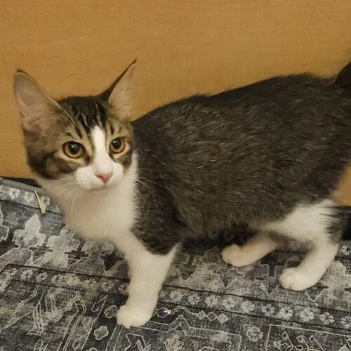 A baby small-sized female Tabby (Gray / Blue / Silver) Domestic Medium Hair cat named Ramen for adoption in Gilbert, AZ