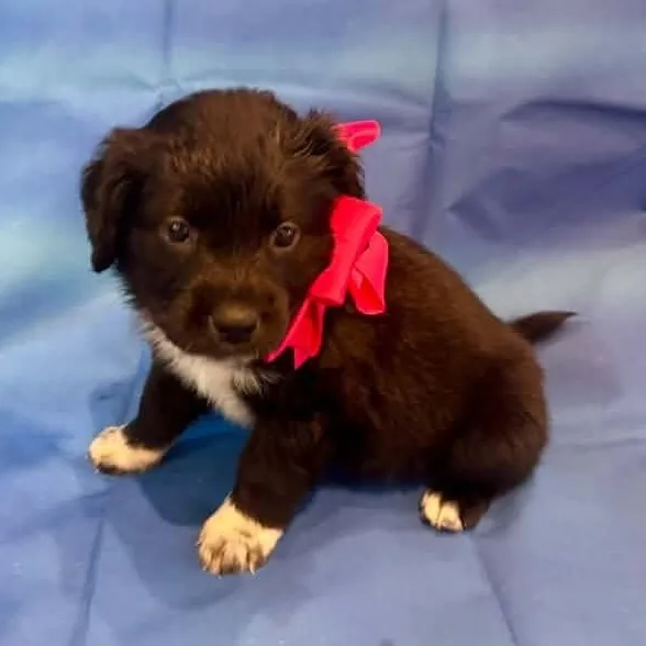 A young medium-sized female Mixed Breed dog named Ann Perkins for adoption in Racine, WI