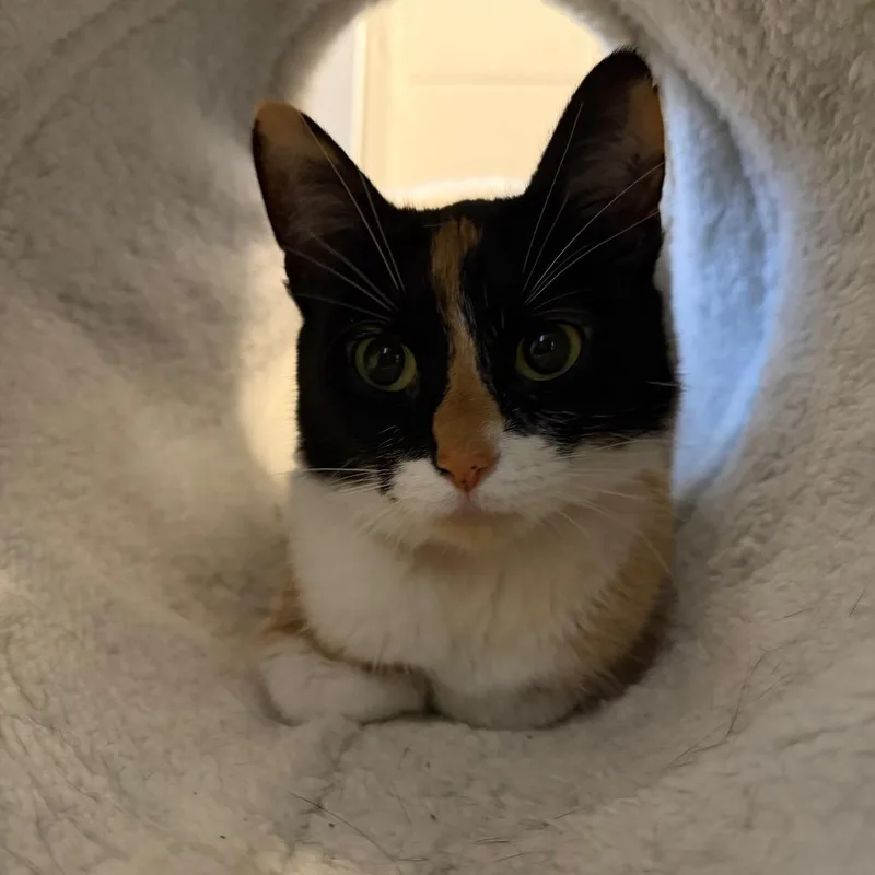 An adult medium-sized female Black Domestic Short Hair cat named Mocha for adoption in Chicago, IL