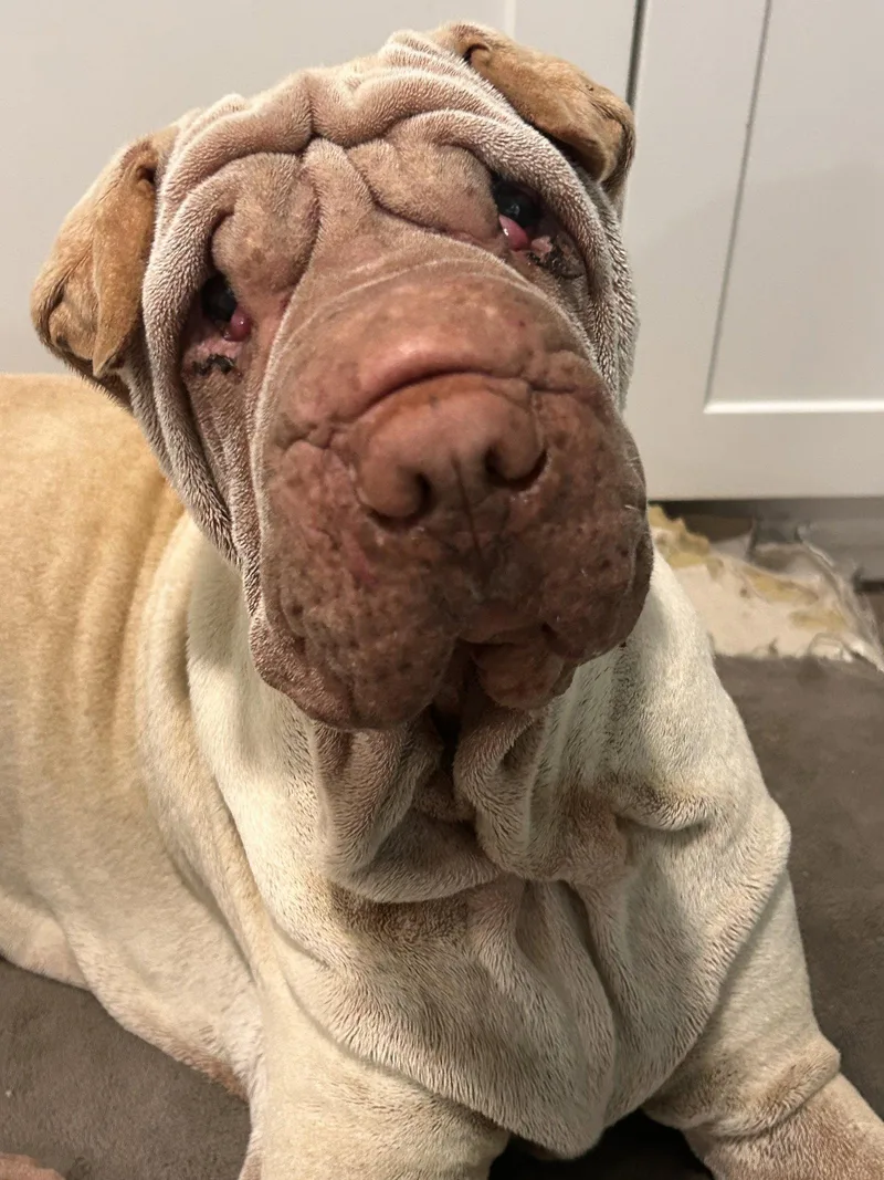 An adult medium-sized male Shar-Pei dog named Mani for adoption in Lake Forest, CA
