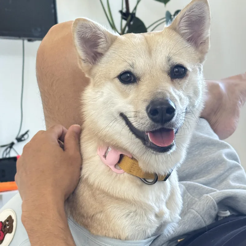 A young small-sized female Apricot / Beige Jindo dog named Happy for adoption in San Diego, CA