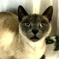 An adult small-sized female Domestic Short Hair cat named Moonlight for adoption in Burlington, WA
