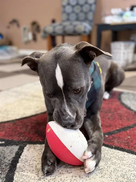 An adult large-sized male Pit Bull Terrier dog named Poe for adoption in Indianapolis, IN