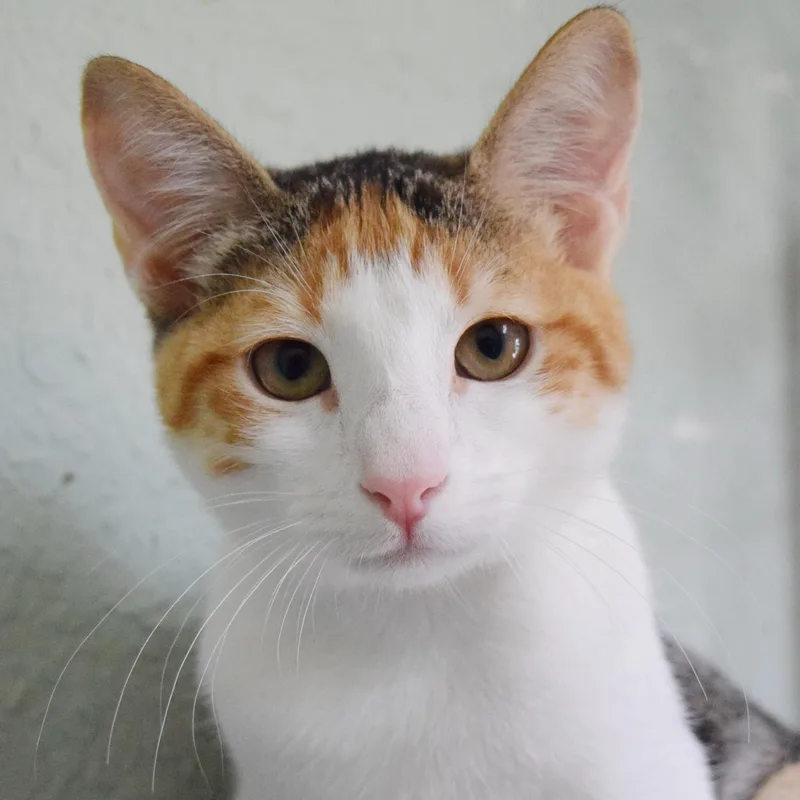 A baby medium-sized female Calico Domestic Short Hair cat named Trinity for adoption in Bulverde, TX