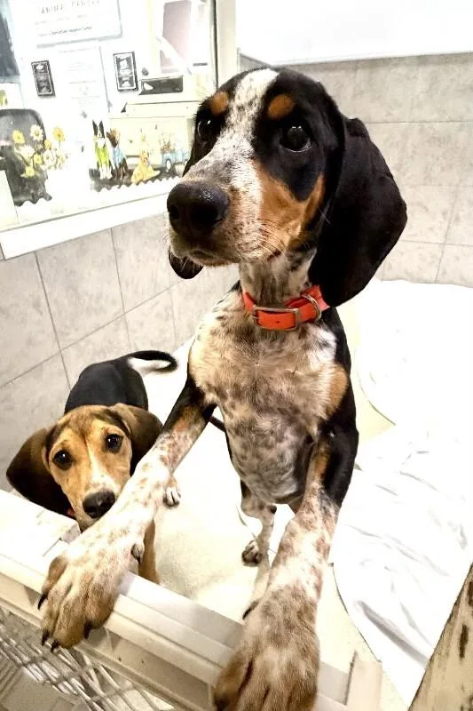 A baby medium-sized female Tricolor (Brown, Black, & White) Hound dog named Cookie for adoption in Maryville, TN